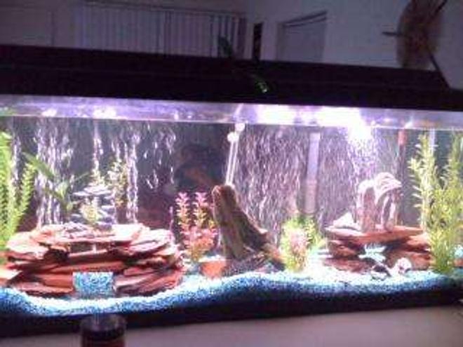 55 gallons freshwater fish tank (mostly fish and non-living decorations) - My Fishtank. About 5 months. ! Manganeses Cichlid, 1 Snook Mouth Cichlid, 1 Red Jewel Cichlid, 1 Texas/Dempsey Hybrid Cichlid, 1 Firemouth. 2 Plecos. R.I.P. Buckweat my old Jack Dempsey A.K.A King of the tank.