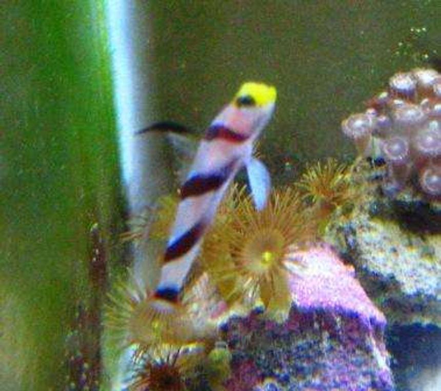 Rated #90: Saltwater Fish - Stonogobiops Nematodes - Hi Fin Red Banded Goby Stocking In 10 Gallons Tank - shrimp goby