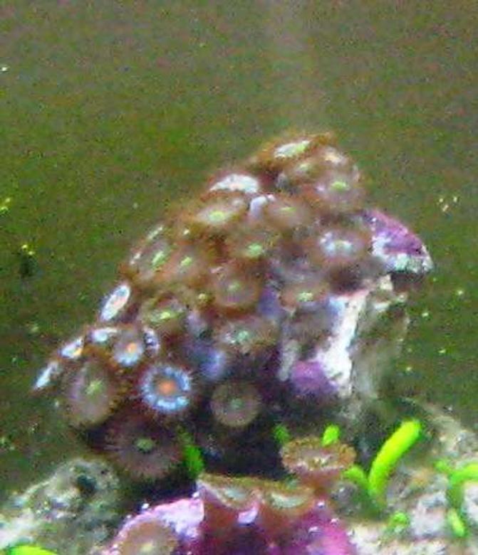 corals inverts - zoanthus sp. - flame polyps stocking in 10 gallons tank - zoas