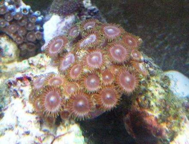 corals inverts - zoanthus sp. - colony polyp stocking in 10 gallons tank - zoas