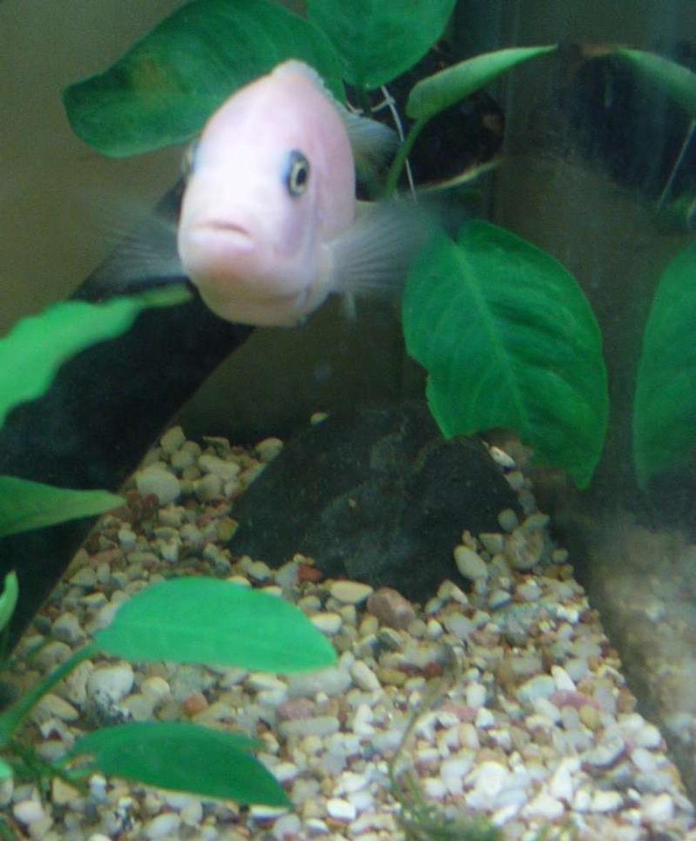 freshwater fish - jelly bean parrot cichild stocking in 10 gallons tank - my rookie photo 2
