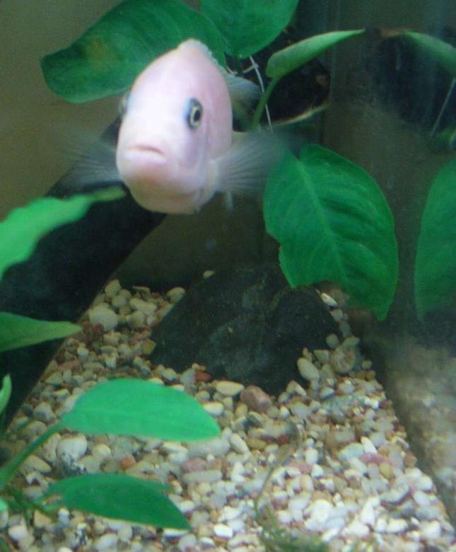 freshwater fish - jelly bean parrot cichild stocking in 10 gallons tank - my rookie photo 2