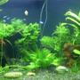 46 gallons planted tank (mostly live plants and fish) - Planted tank 11.05.07
