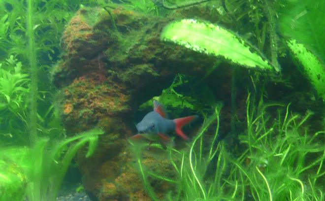 freshwater fish - epalzeorhynchos frenatus - rainbow shark stocking in 46 gallons tank - Rainbow Shark 11.05.07