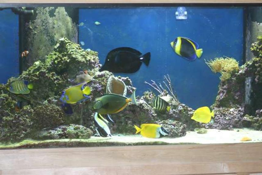 Rated #10: 210 Gallons Saltwater Fish Tank - 210 Gallon FOWLR