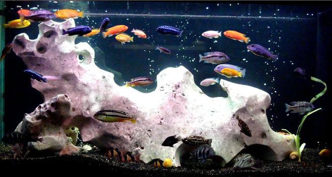 138 gallons freshwater fish tank (mostly fish and non-living decorations) - my 2nd tank. side A