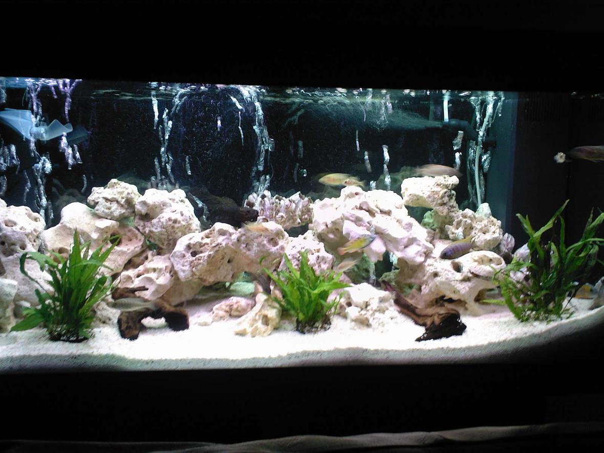 40 gallons freshwater fish tank (mostly fish and non-living decorations) - my 180L malawi tank