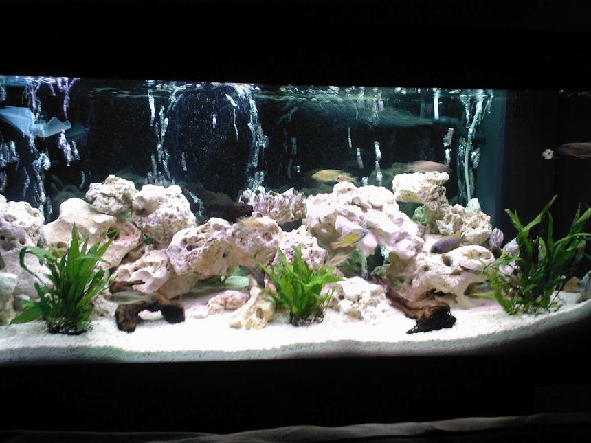 Rated #27: 40 Gallons Freshwater Fish Tank - my 180L malawi tank