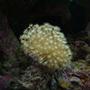 corals inverts - sarcophyton sp. - green polyp leather stocking in 72 gallons tank - Long Polyp Toadstool Coral