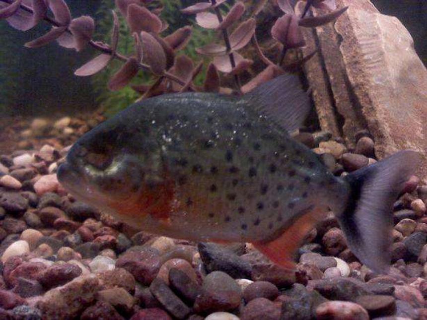 Rated #2158: Freshwater Fish - Piaractus Brachypomum - Red Belly Pacu Stocking In 33 Gallons Tank - one-eyed RBP  (aka Lazereye)
