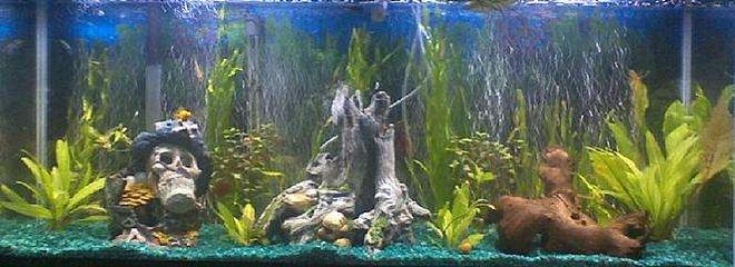 55 gallons planted tank (mostly live plants and fish) - My tank