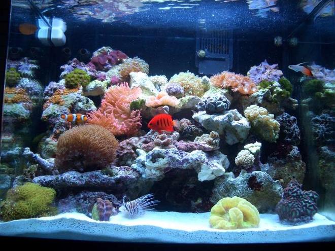 34 gallons reef tank (mostly live coral and fish) - 34 gallon, 2 months after set up. 84 pounds of live rock.