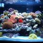 34 gallons reef tank (mostly live coral and fish) - 34 gallon, 2 months after set up. 84 pounds of live rock.