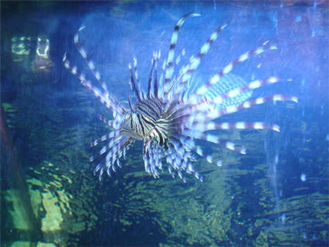 saltwater fish - pterois volitans - volitan lionfish stocking in 125 gallons tank - This is my lionfish