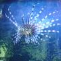 saltwater fish - pterois volitans - volitan lionfish stocking in 125 gallons tank - This is my lionfish