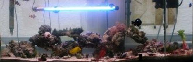 52 gallons reef tank (mostly live coral and fish) - 1 chocolate yellow mimic tang, 2 true percula clown fish, 1 maroon and gold clown fish, 1 yellow tailed damsel, 1 domino damsel, 1 electric red flame scallop, 1 bubble tipped anemone, sun polyps, xenia, star polyps, various feather dusters,  striped mushrooms, 20 lbs. of live rock, 100 lbs. of live sand.