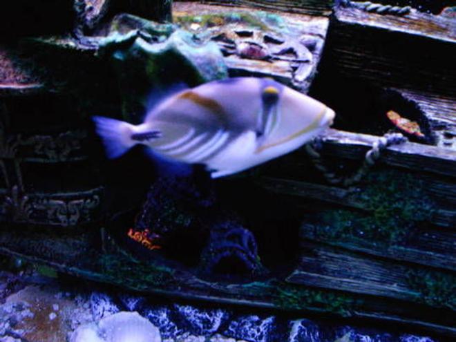 saltwater fish - rhinecanthus aculeatus - humu picasso triggerfish - Huma huma triggerfish

My picasso triggerfish "Bubba"

I no longer have this fish. After he took a chunk out of my finger I made the hard decision to sell him. I still miss him though....one of the few fish that I still think of.