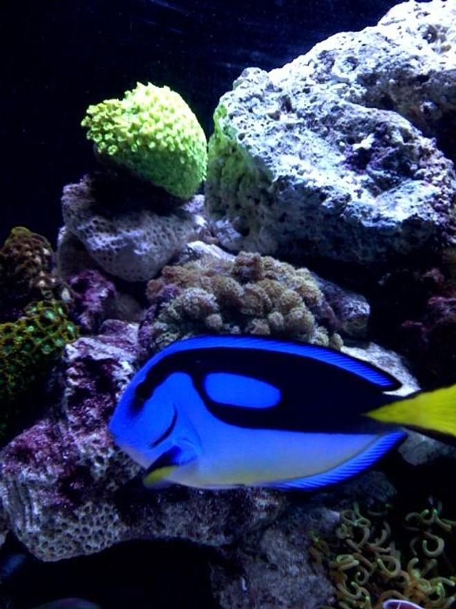 saltwater fish - paracanthurus hepatus - blue tang stocking in 125 gallons tank - Large yellow belly hippo tang