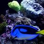 saltwater fish - paracanthurus hepatus - blue tang stocking in 125 gallons tank - Large yellow belly hippo tang