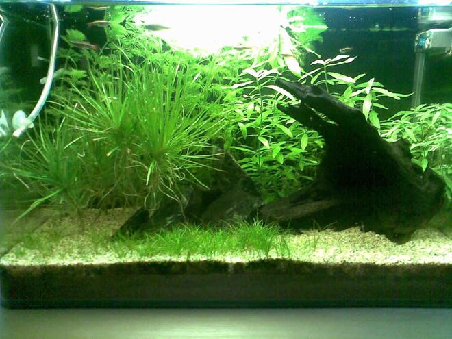 10 gallons planted tank (mostly live plants and fish) - Dimensions: 14 x 12 x 14 inch
Volume: 10 g / 40 l
Filtration: Internal Powerhead Filter @ 350 lph
Lighting : 4WPG / 11 hrs photoperiod
Substrate:  JBL AquaBasis and Fine Gravel
Water: 6.5 to 7.5ph and no other parameters measured
Others : DIY Co2
Roommates: 2 Black Molly, 3 SAE, 2 Swordtail, 1 Platy, 2 Zebra and 11 White Cloud