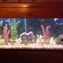 55 gallons freshwater fish tank (mostly fish and non-living decorations) - My 55 gallon fish tank 1. do u like it?