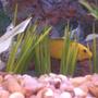 freshwater fish - labidochromis caeruleus - electric yellow cichlid stocking in 55 gallons tank - My shy yellow lab cichlid
