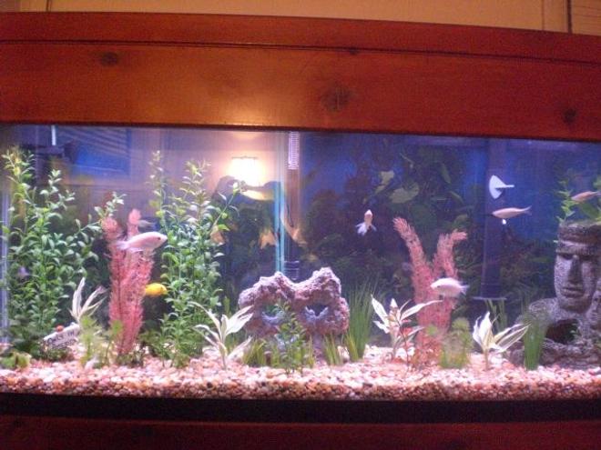 55 gallons freshwater fish tank (mostly fish and non-living decorations) - my 55 gallon tank 3.