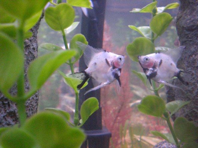 freshwater fish - pterophyllum sp. - marble veil angel stocking in 55 gallons tank - very cool marble angel!!!