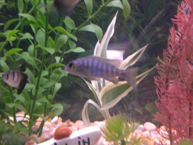 freshwater fish - sciaenochromis ahli - snow white ahli stocking in 55 gallons tank - snow white ahli