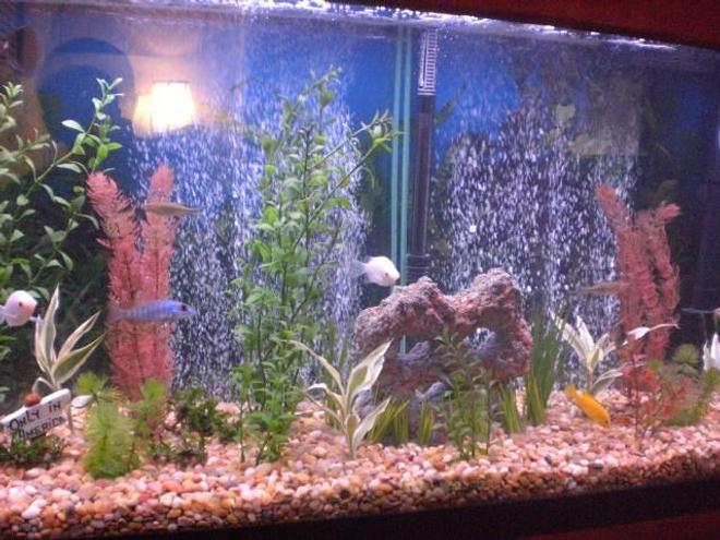 55 gallons freshwater fish tank (mostly fish and non-living decorations) - BUBBLES ******!!!!