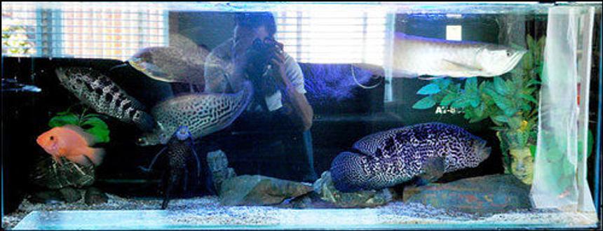 Rated #250: 1000 Gallons Freshwater Fish Tank - jag, royal clown knife, arowana, red devils etc. Not usually hel all together but looked cool while there temporarily so took photo!