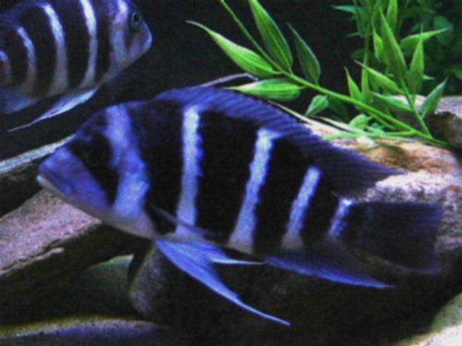 freshwater fish - pseudotropheus demasoni - demasoni cichlid stocking in 75 gallons tank - Electric blue cichlid