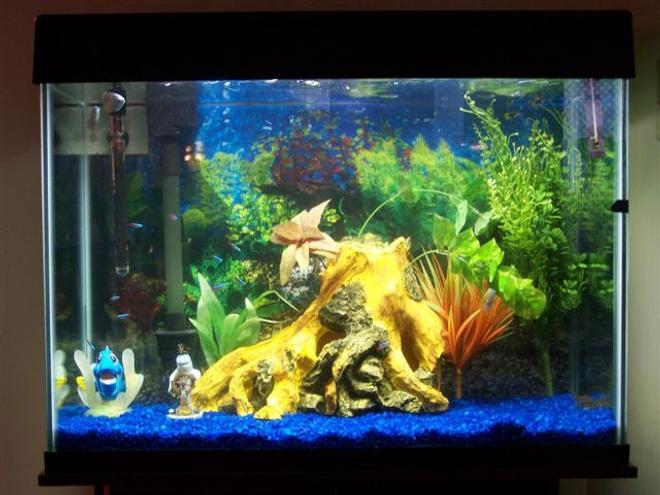 32 gallons freshwater fish tank (mostly fish and non-living decorations) - 32 gallon Eclipse Tank