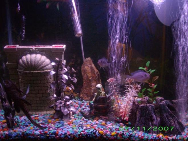 30 gallons freshwater fish tank (mostly fish and non-living decorations) - 30 gallon cichlid tank