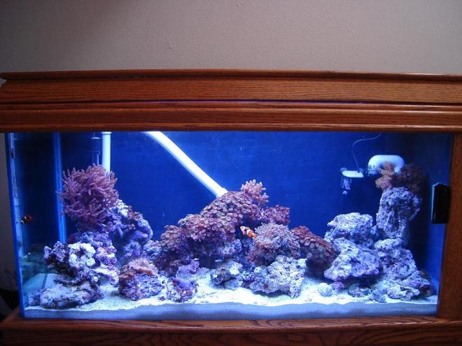 100 gallons reef tank (mostly live coral and fish) - My reef as of this date now stil adding 
11-11-07
Frog spawns
polyps
Tree Corals 
Moon mushrooms 
Purple mushrooms 
Brain coral 
Leather coral
Pistal shrimp 1
Cleaning  shrim 5 
lot of snails 
one blue shrimp used if it finds brissle worms.
Two clown fish  one gold