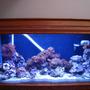 100 gallons reef tank (mostly live coral and fish) - My reef as of this date now stil adding 11-11-07 Frog spawns polyps Tree Corals Moon mushrooms Purple mushrooms Brain coral Leather coral Pistal shrimp 1 Cleaning shrim 5 lot of snails one blue shrimp used if it finds brissle worms. Two clown fish one gold