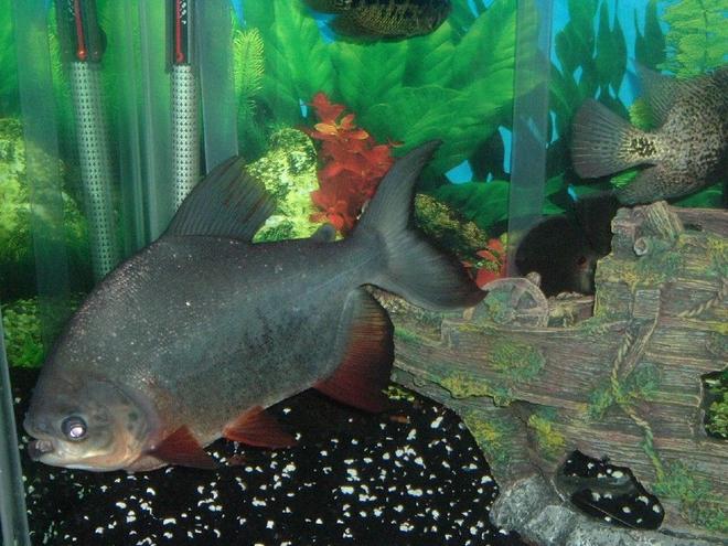 freshwater fish - piaractus brachypomum - red belly pacu stocking in 140 gallons tank - red belly pacu