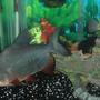 freshwater fish - piaractus brachypomum - red belly pacu stocking in 140 gallons tank - red belly pacu