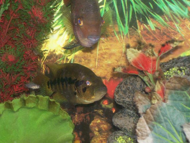 freshwater fish - nandopsis salvini - salvini cichlid stocking in 140 gallons tank - pic of a cross breeding pair wolf and redhead, u can see one of the babies besides the father (wolf) tail