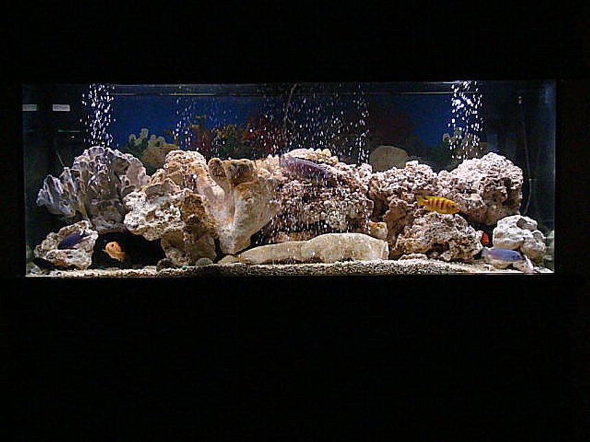 Rated #3: 75 Gallons Freshwater Fish Tank - revamped