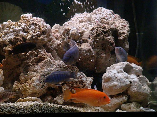 freshwater fish - neolamprologus leleupi - orange leleupi cichlid stocking in 75 gallons tank - feedn time