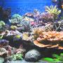 100 gallons reef tank (mostly live coral and fish) - After 6 months..