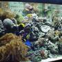 125 gallons reef tank (mostly live coral and fish) - front view