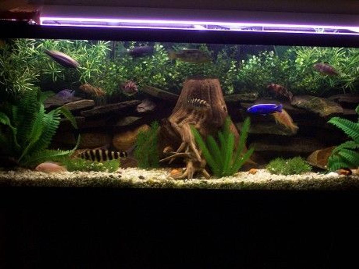 55 gallons freshwater fish tank (mostly fish and non-living decorations) - 55 Gallon Mixed Cichlids,Fake Plants Real Driftwood And Some Rocks!