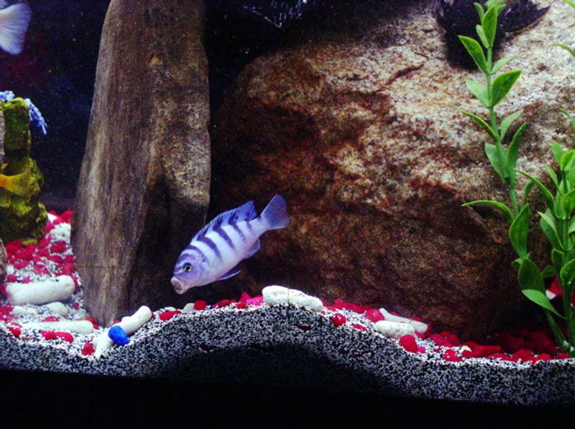 freshwater fish - metriaclima lombardoi - kenyi cichlid stocking in 55 gallons tank - FEMALE KENYI