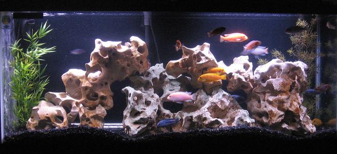 55 gallons freshwater fish tank (mostly fish and non-living decorations) - Our 55 Gallon Mixed Mbuna Tank