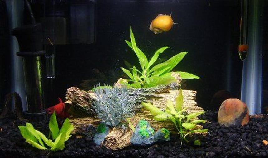 Rated #304: 3 Gallons Freshwater Fish Tank - The Three Amigos