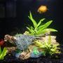 3 gallons freshwater fish tank (mostly fish and non-living decorations) - The Three Amigos