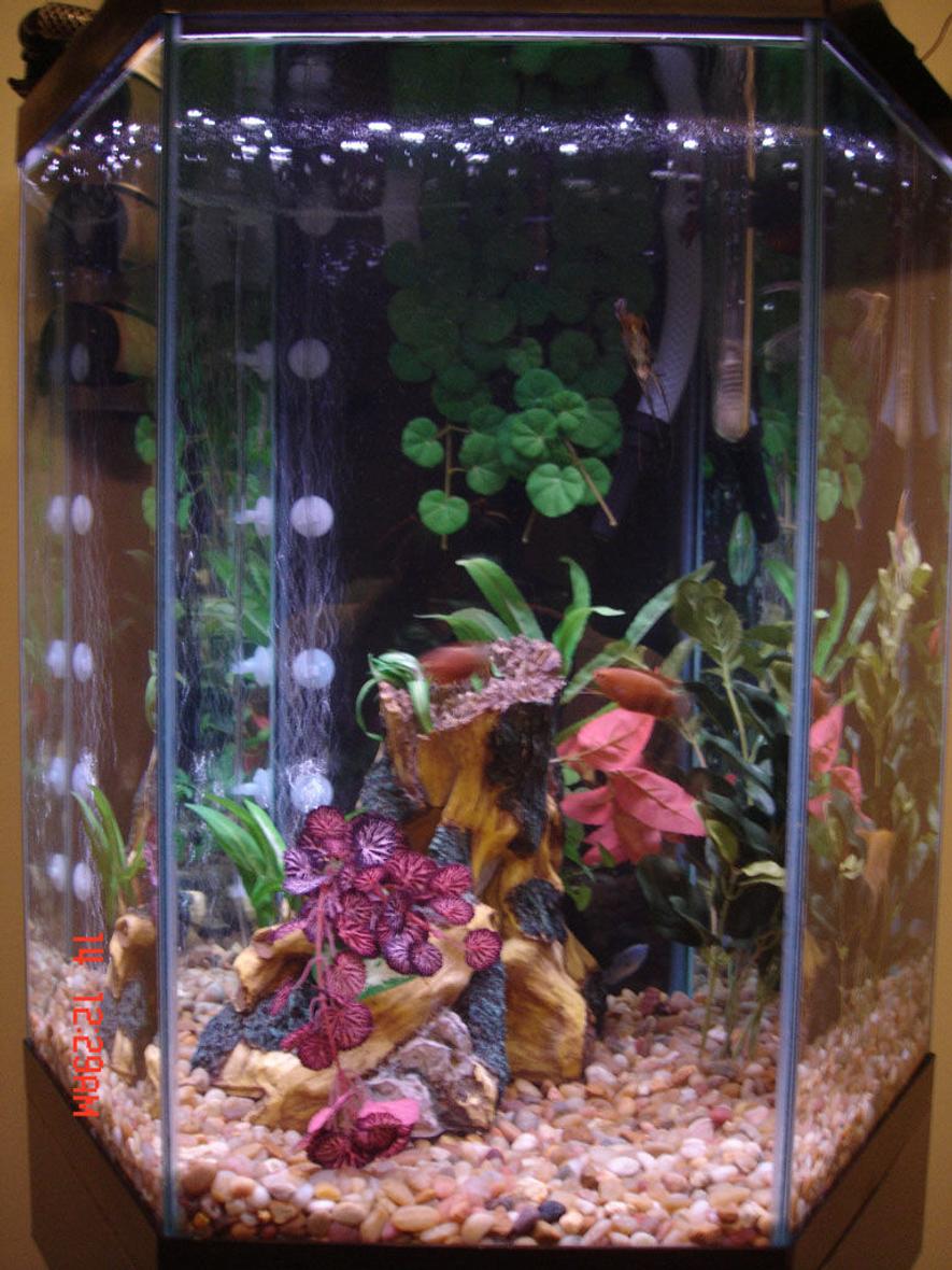 Rated #336: 48 Gallons Freshwater Fish Tank - just a pic of my 48gal hex
