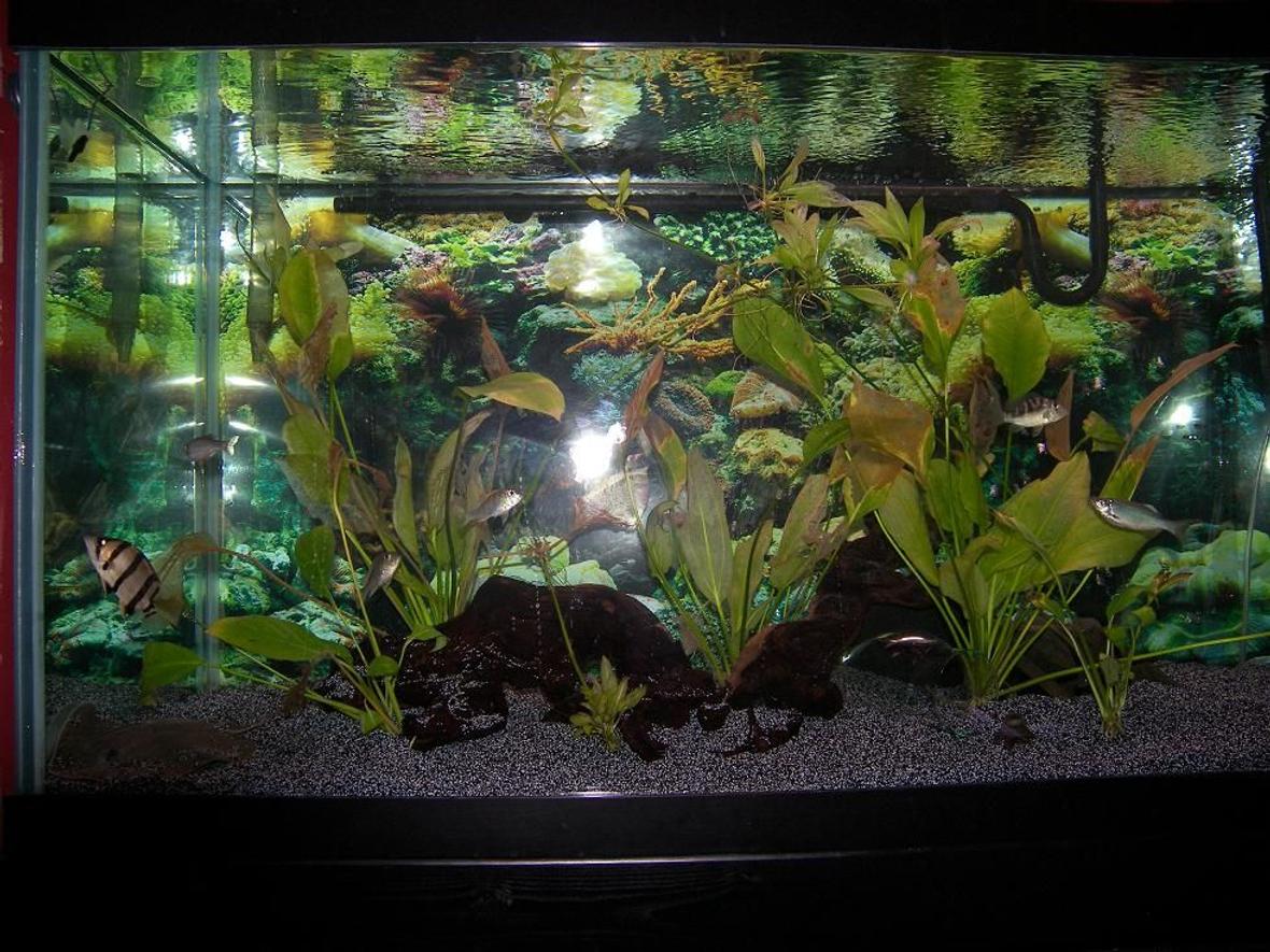 120 gallons planted tank (mostly live plants and fish) - Dat,Ray, few Plants.